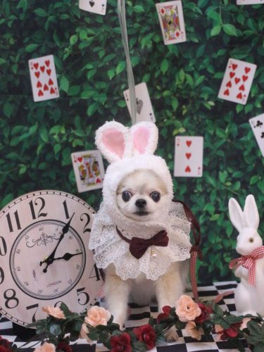 20250430ルナちゃん